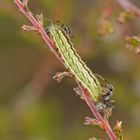 Raupe des Geißklee-Bläulings (Plebejus argus)