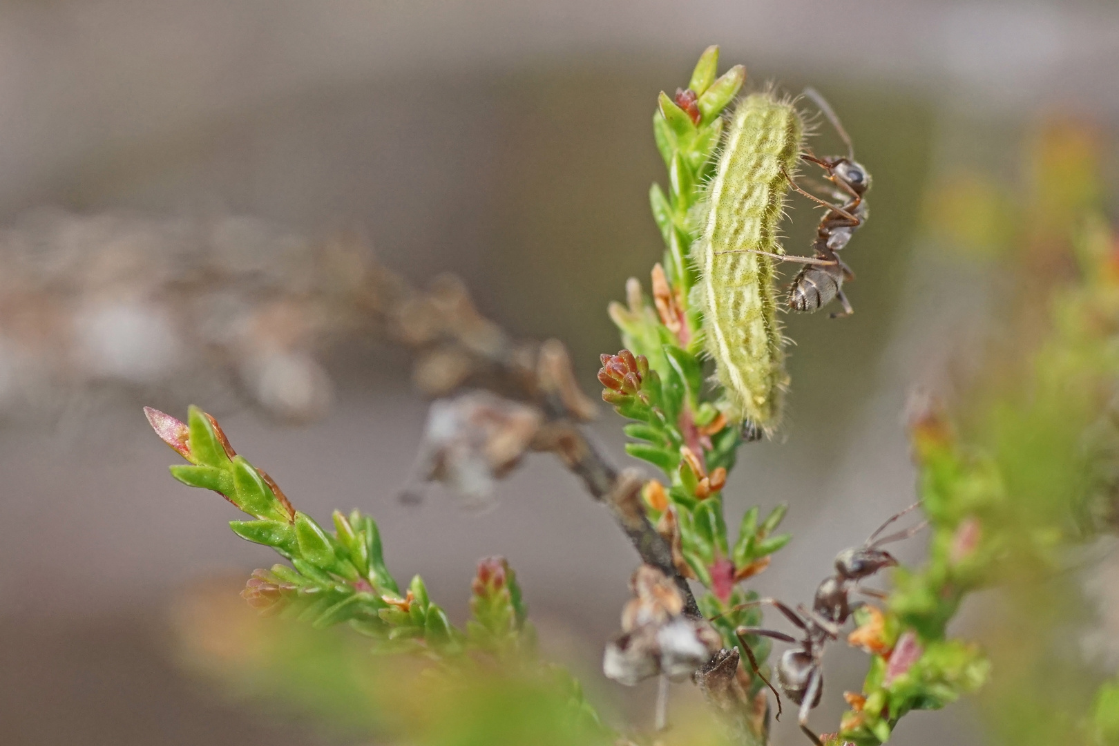 Raupe des Geißklee-Bläulings (Plebejus argus) mit Schwarzer Weg-Ameise