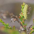 Raupe des Geißklee-Bläulings (Plebejus argus) mit Schwarzer Weg-Ameise