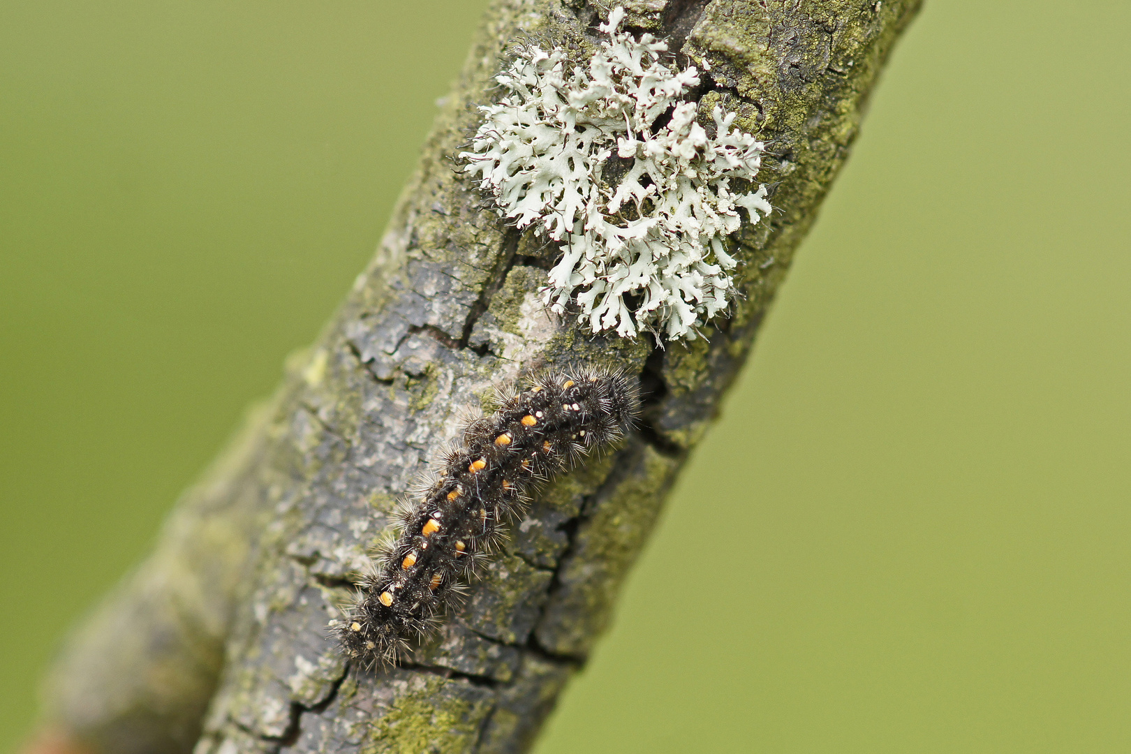 Raupe des Gelbleib-Flechtenbärchens (Eilema complana)