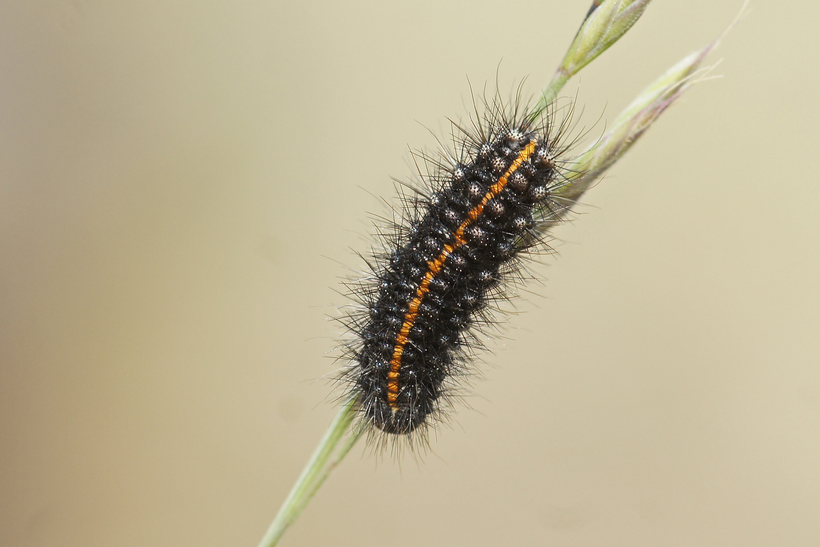 Raupe des Gestreiften Grasbären (Spiris striata)