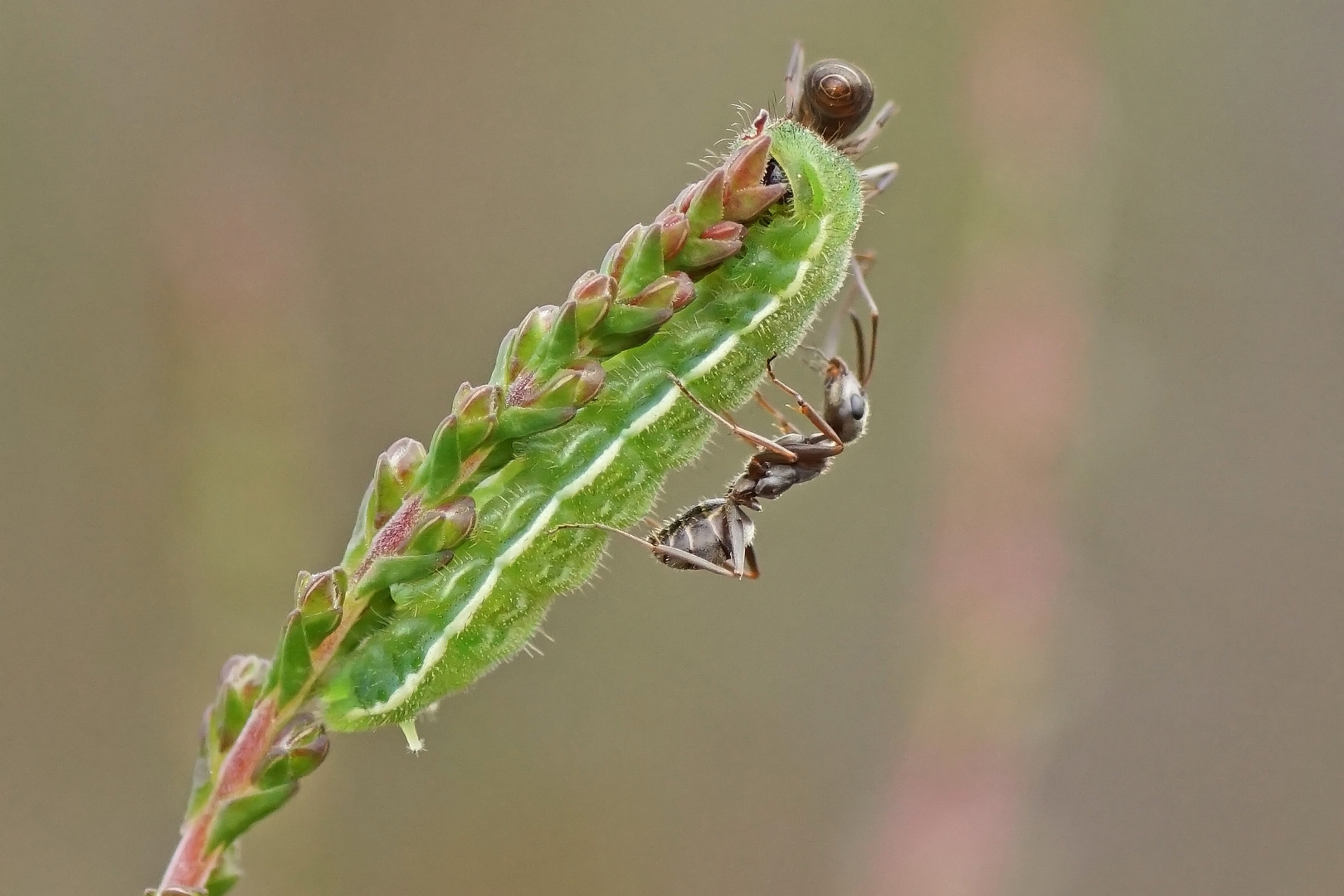 Raupe des Ginster-Bläulings (Plebejus idas)