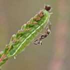 Raupe des Ginster-Bläulings (Plebejus idas)