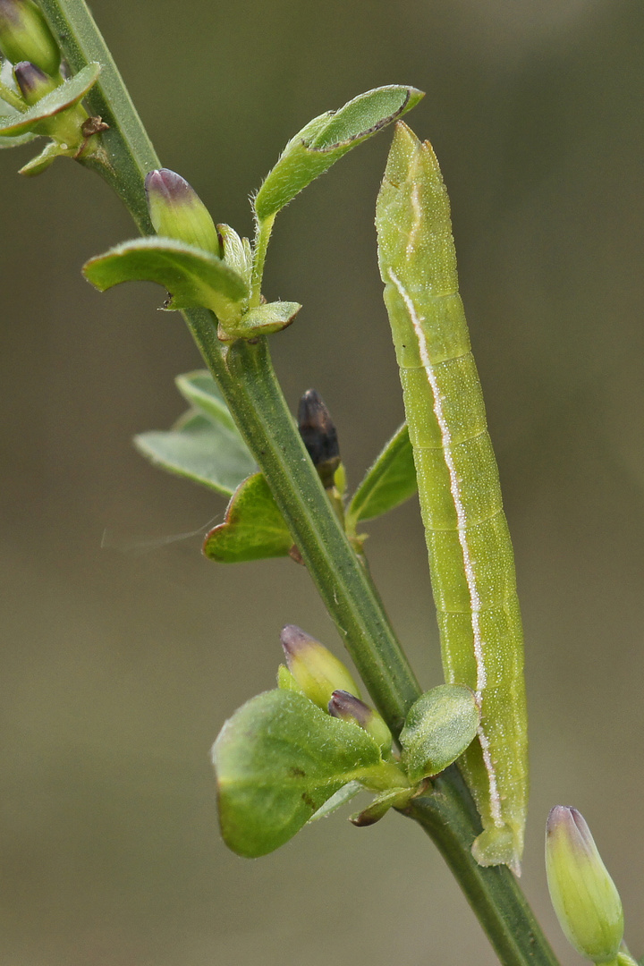 Raupe des Ginster-Grünspanners (Pseudoterpna pruinata)