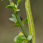 Raupe des Ginster-Grünspanners (Pseudoterpna pruinata)