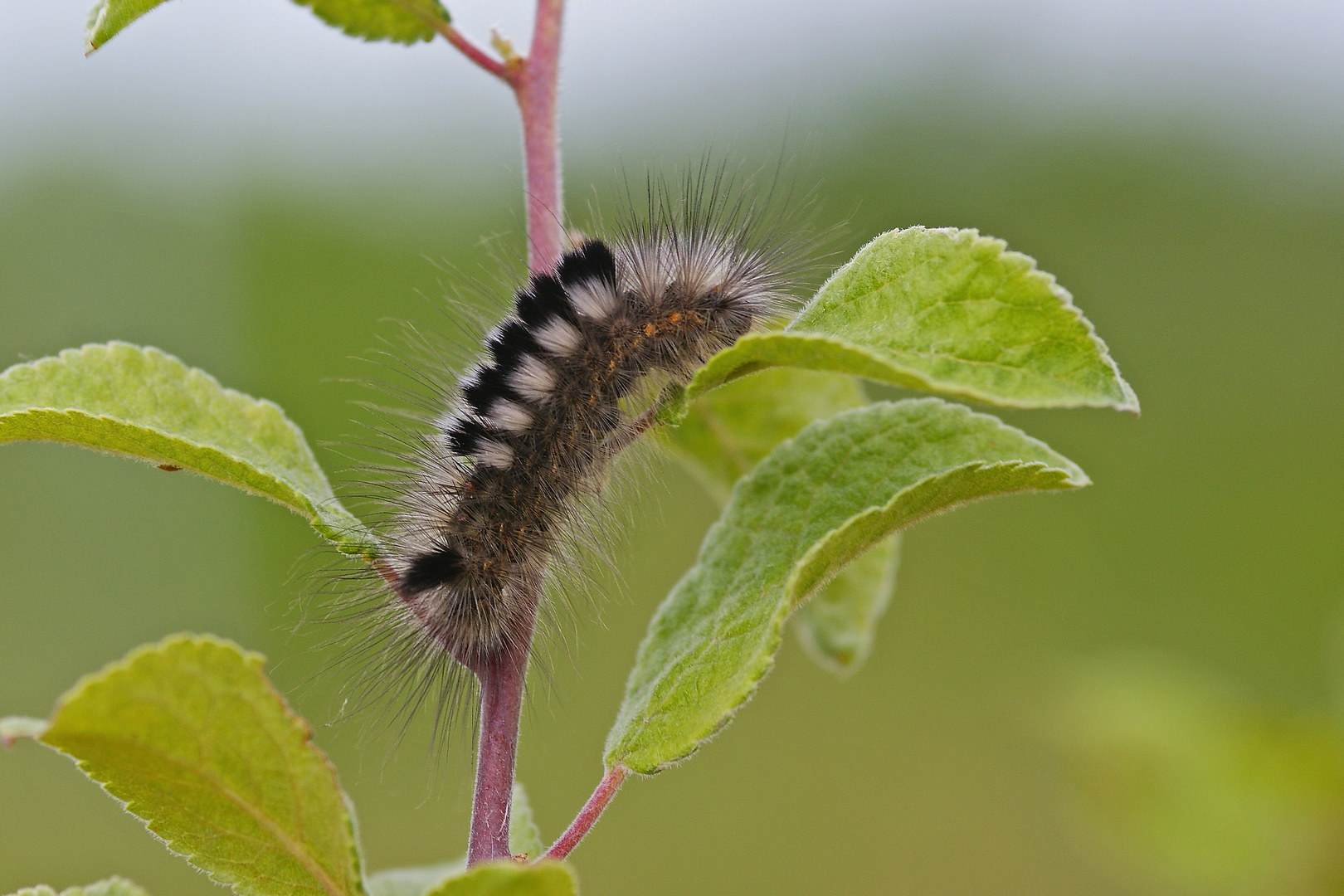 Raupe des Ginster-Streckfuß (Dicallomera fascelina)