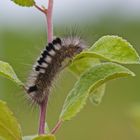 Raupe des Ginster-Streckfuß (Dicallomera fascelina)