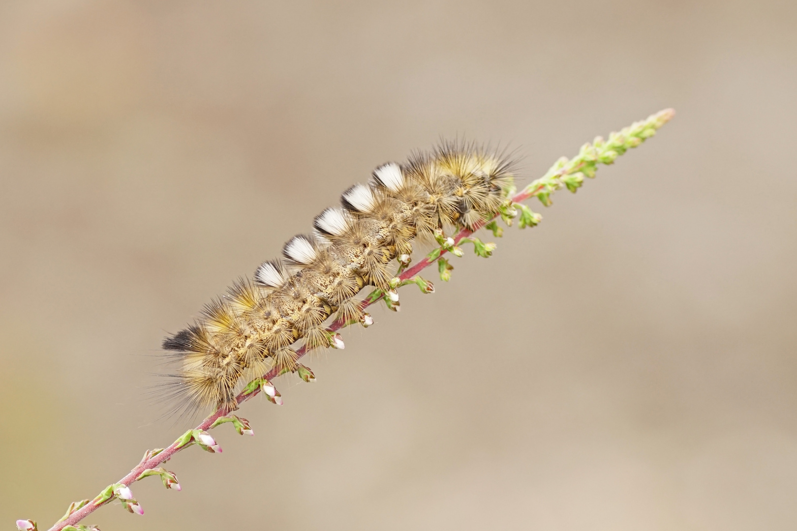 Raupe des Ginster-Streckfuß (Gynaephora fascelina)