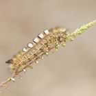 Raupe des Ginster-Streckfuß (Gynaephora fascelina)