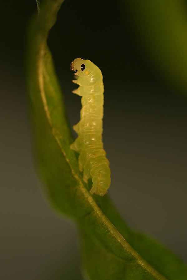 Raupe des Glasflüglers