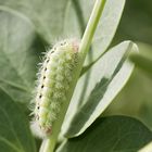 Raupe des Glücks-Widderchen (Zygaena fausta)