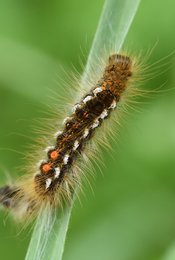 Raupe des Goldafter-Schmetterlings