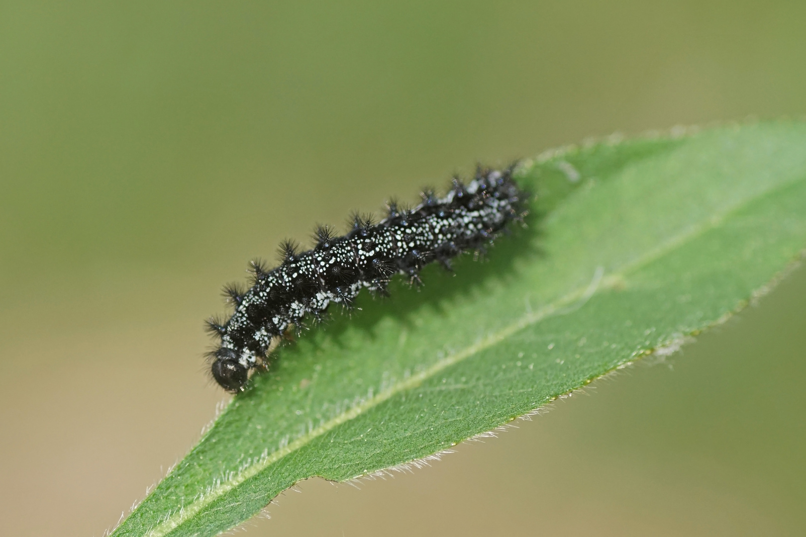 Raupe des Goldenen Scheckenfalters (Euphydryas aurinia)