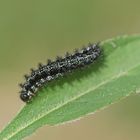 Raupe des Goldenen Scheckenfalters (Euphydryas aurinia)