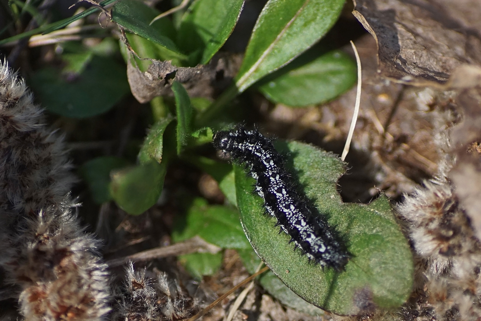 Raupe des Goldenen Scheckenfalters (Euphydryas aurinia)