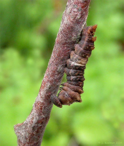 Raupe des Großen Eisvogels