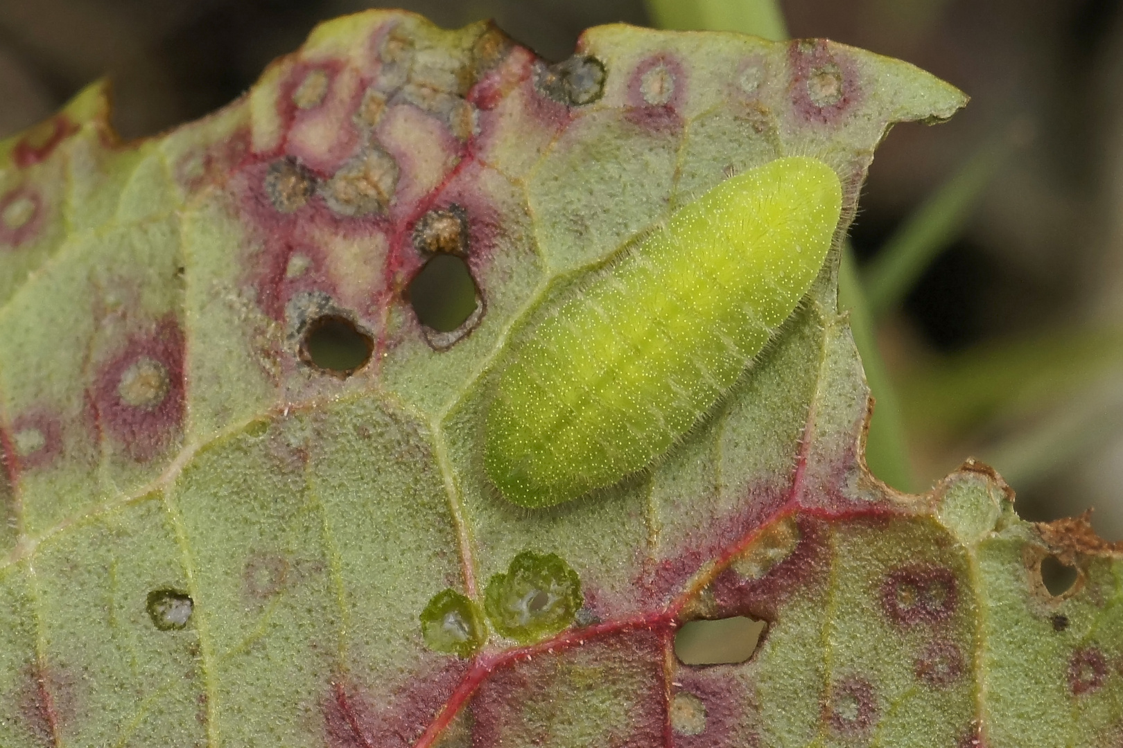 Raupe des Großen Feuerfalters (Lycaena dispar)