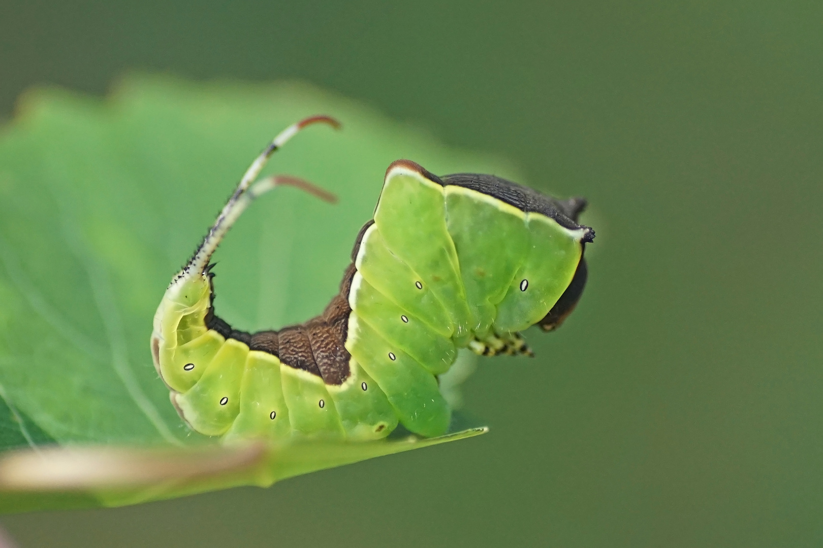 Raupe des Großen Gabelschwanz (Cerura vinula)