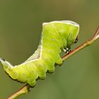 Raupe des Großen Gabelschwanz (Dicranura vinula)