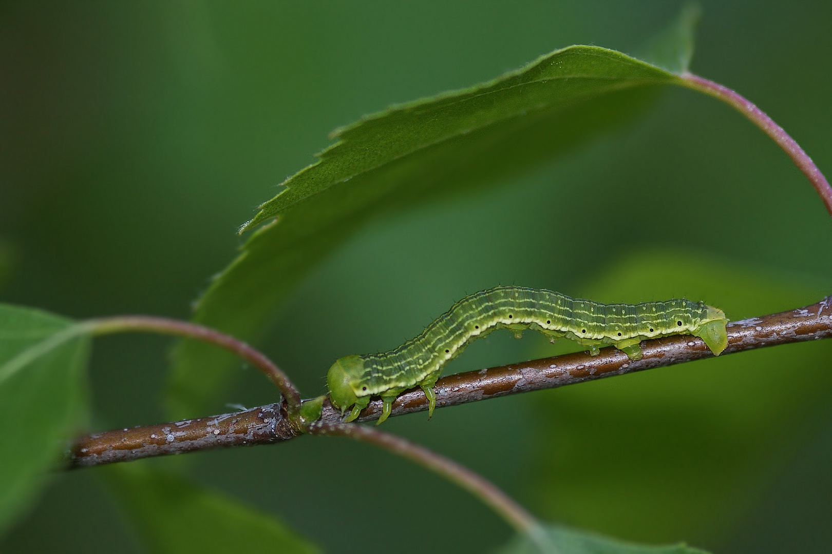 Raupe des Großen Jungfernkindes (Archiearis parthenias)