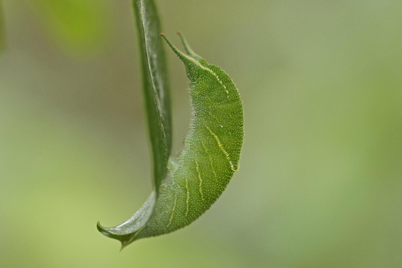 Raupe des Großen Schillerfalters (Apatura iris)