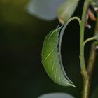 Raupe des Großen Schillerfalters (Apatura iris)