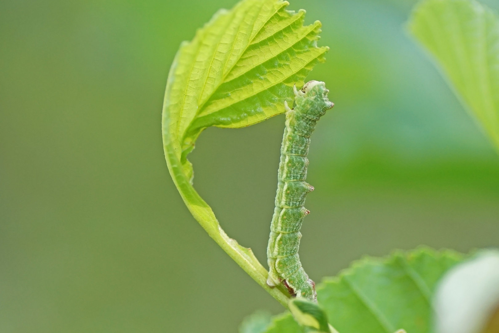 Raupe des Grünen Blattes (Geometra papilionaria)