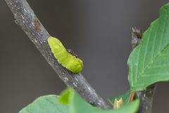 Raupe des Grünen-Zipfelfalters