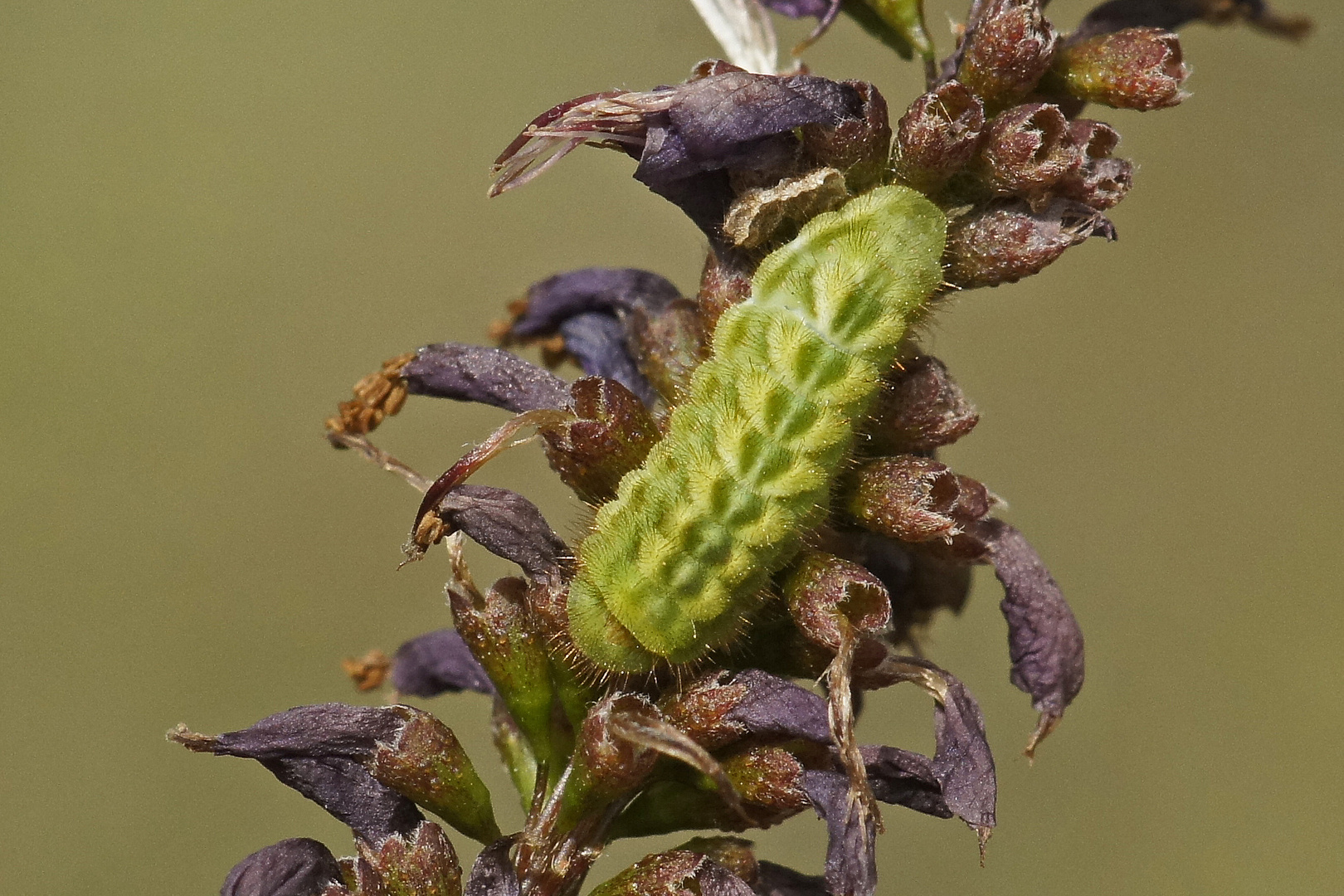 Raupe des Grünen Zipfelfalters (Callophrys rubi)