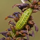 Raupe des Grünen Zipfelfalters (Callophrys rubi)