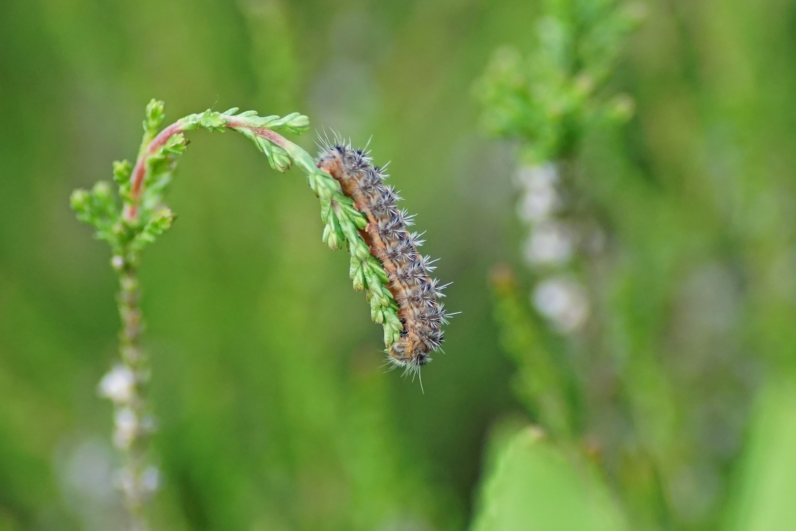 Raupe des Heide-Grünwidderchen (Rhagades pruni)