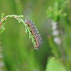 Raupe des Heide-Grünwidderchen (Rhagades pruni)