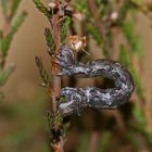 Raupe des Heidekraut-Fleckenspanners (Dyscia fagaria)