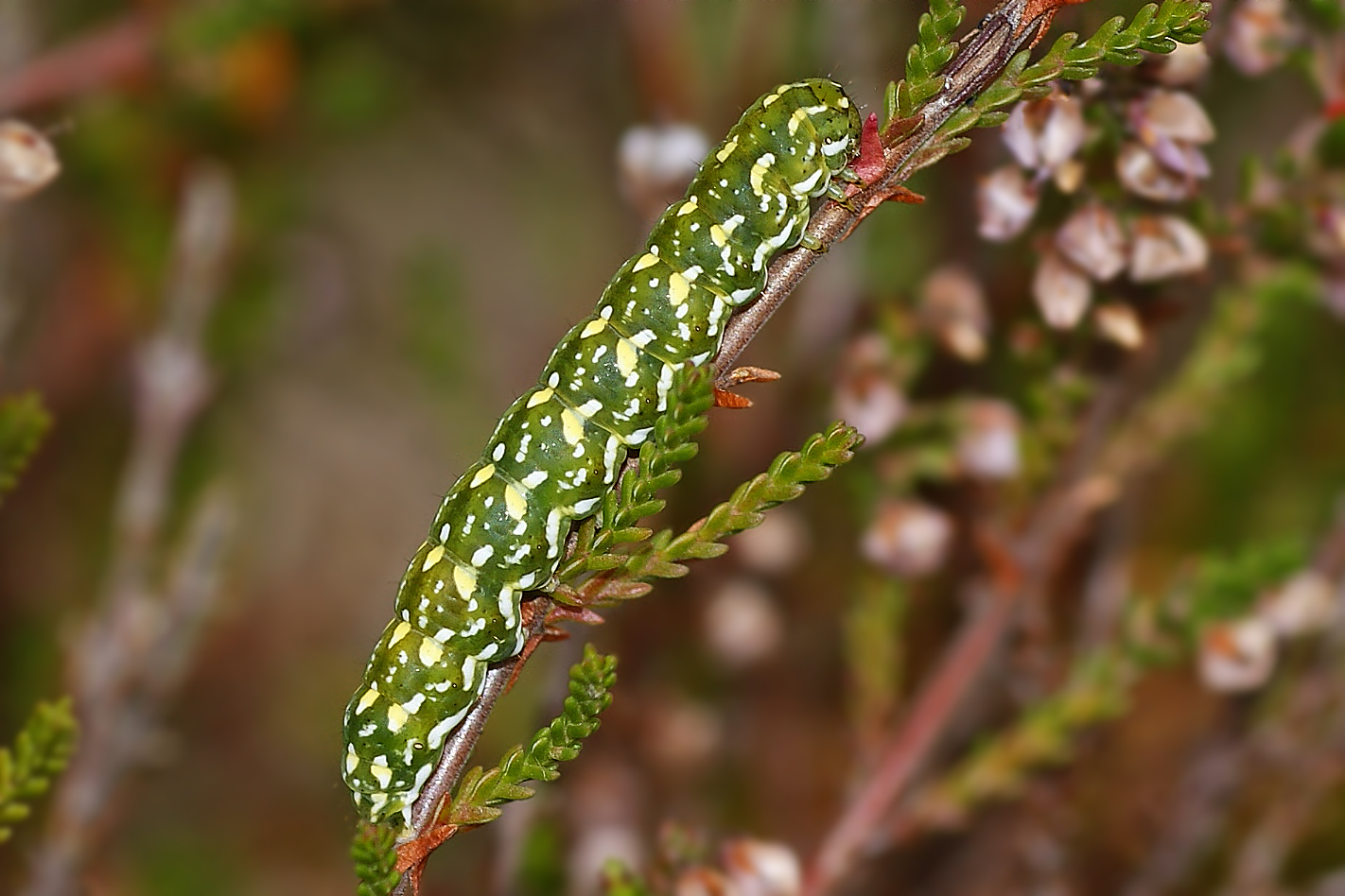 Raupe des Heidekrauteulchens (Anarta myrtilli)