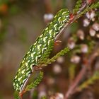 Raupe des Heidekrauteulchens (Anarta myrtilli)