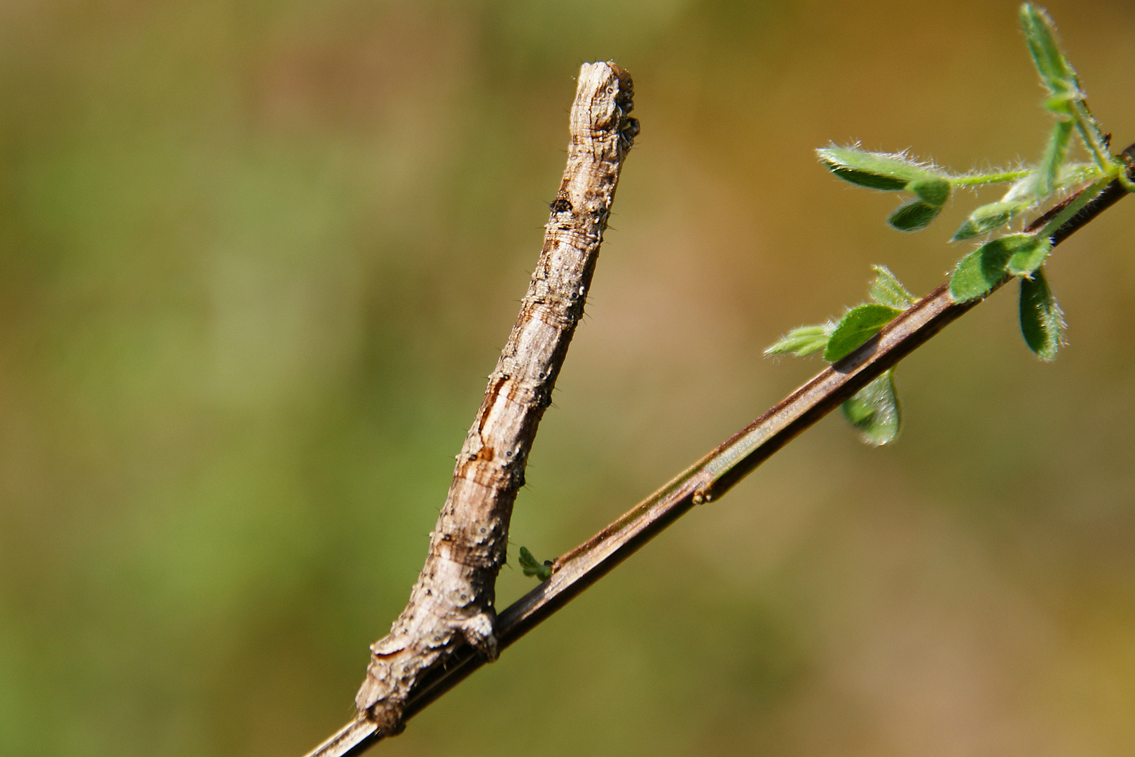 Raupe des Hellen Schmuckspanner (Crocallis elinguaria)