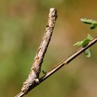 Raupe des Hellen Schmuckspanner (Crocallis elinguaria)