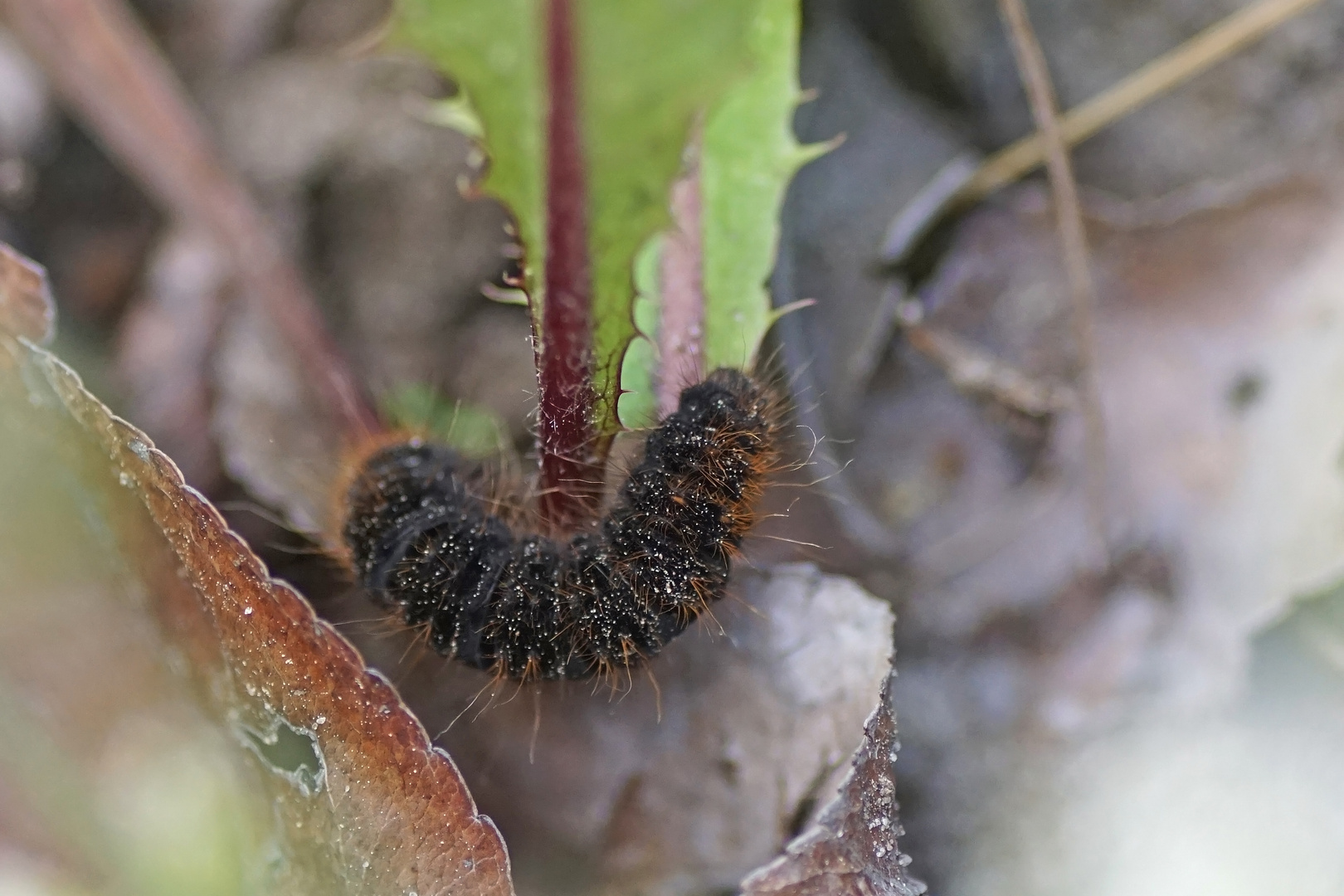 Raupe des Herbst-Wiesenspinners (Lemonia dumi)