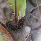 Raupe des Herbst-Wiesenspinners (Lemonia dumi)