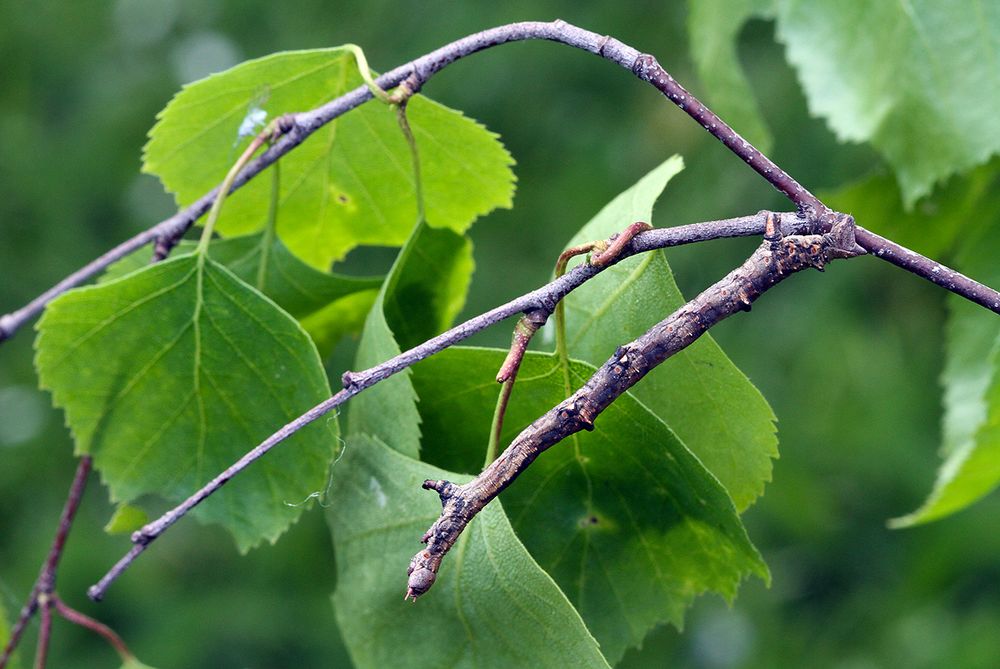 Raupe des Herbstlaubspanners