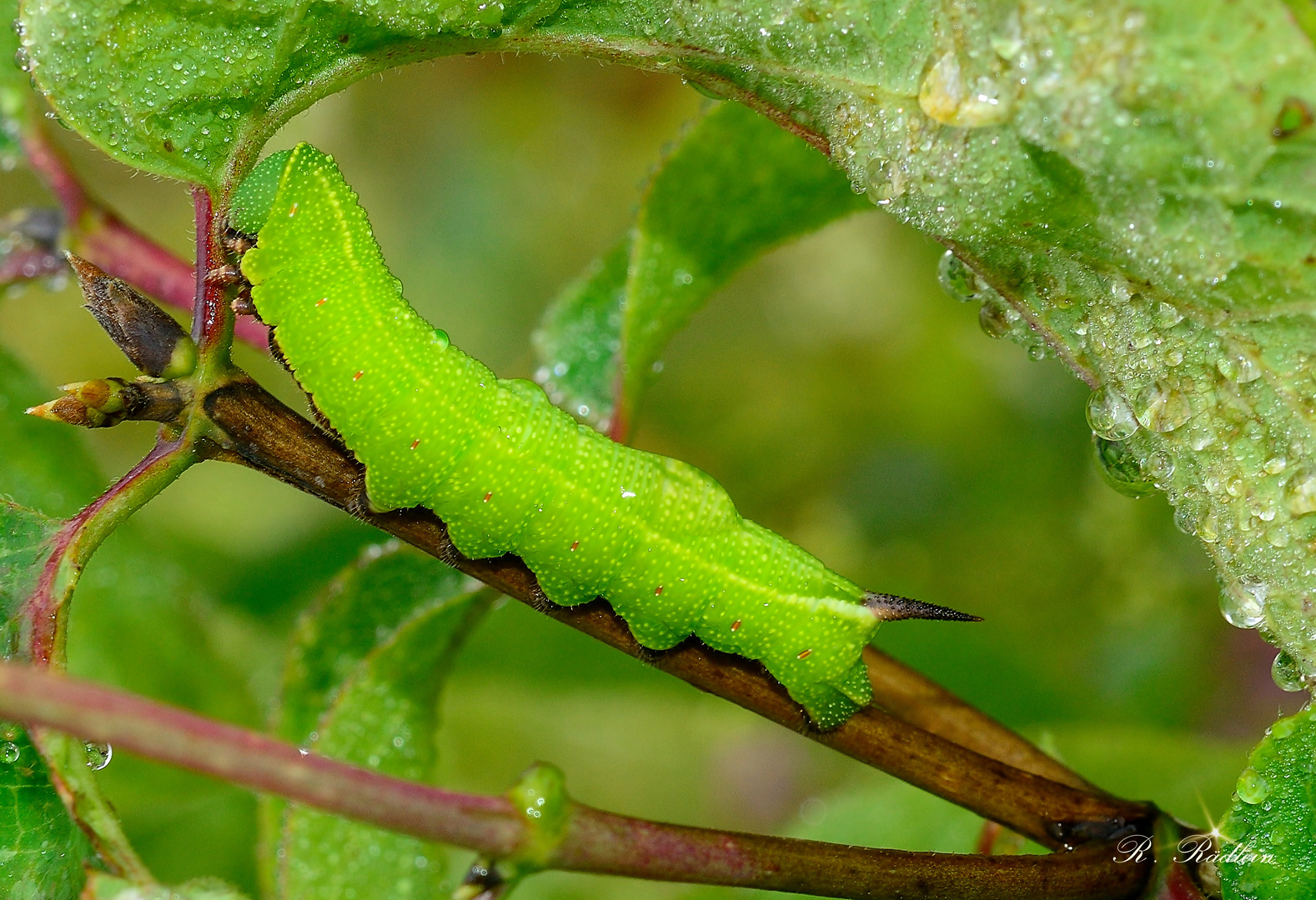 Raupe des Hummelschwärmers