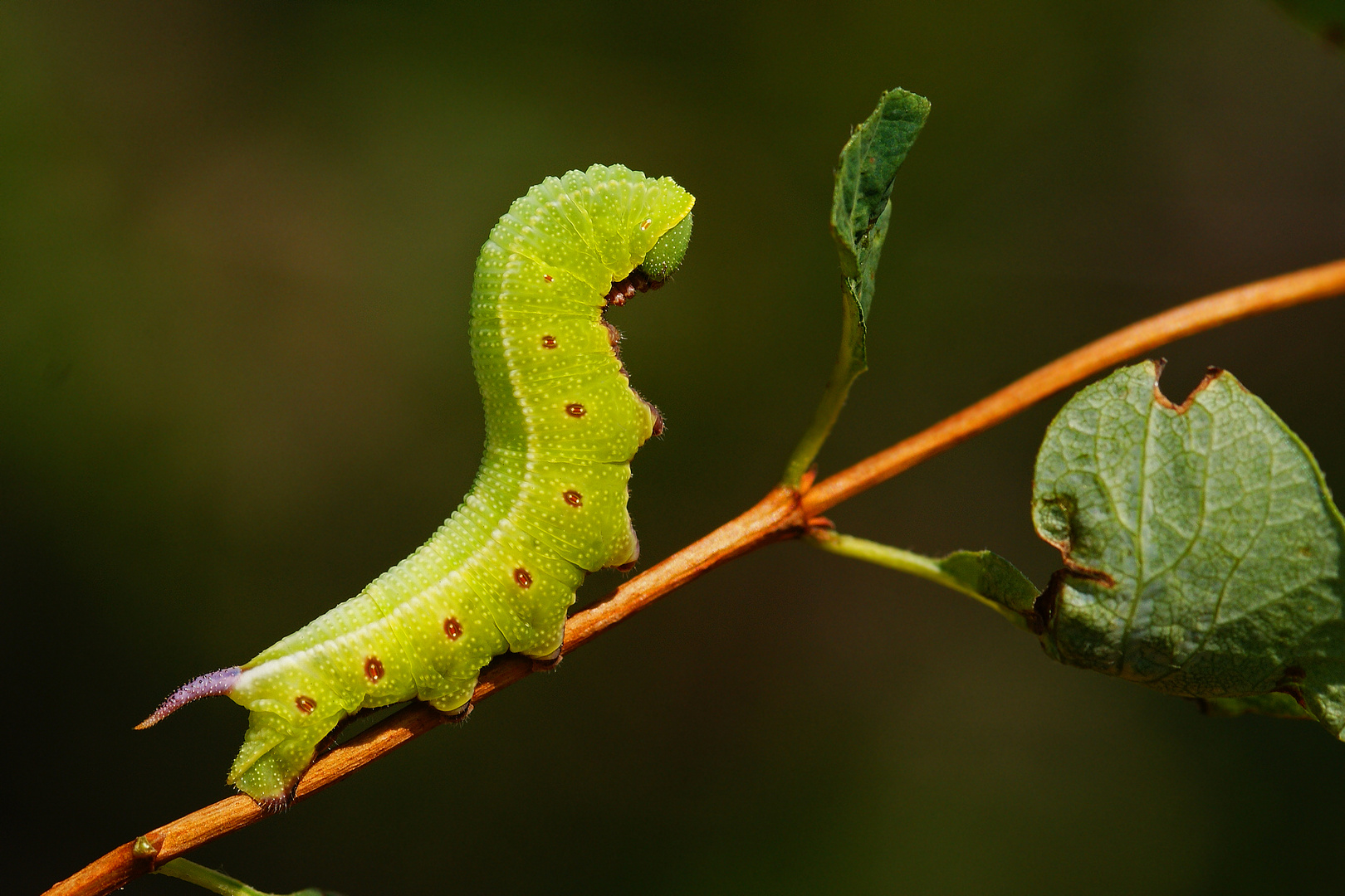 Raupe des Hummelschwärmers (Hemaris fuciformis)