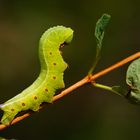 Raupe des Hummelschwärmers (Hemaris fuciformis)