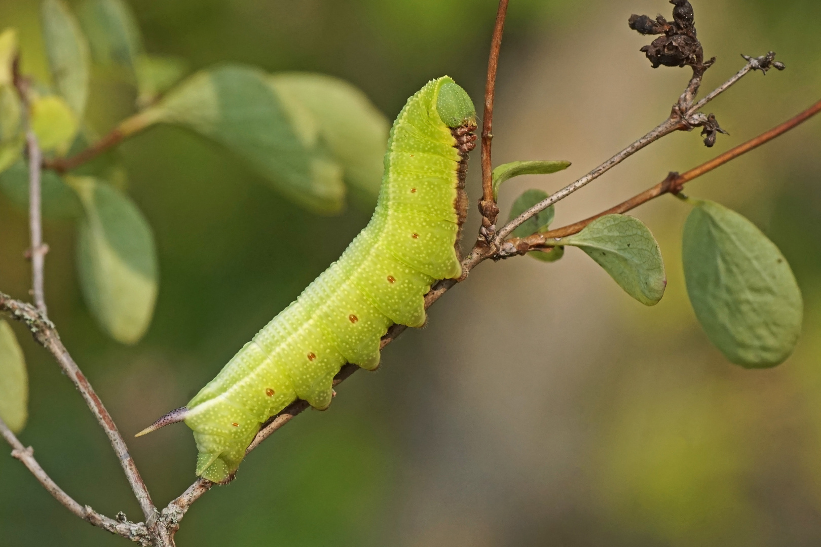 Raupe des Hummelschwärmers (Hemaris fuciformis)