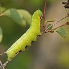 Raupe des Hummelschwärmers (Hemaris fuciformis)