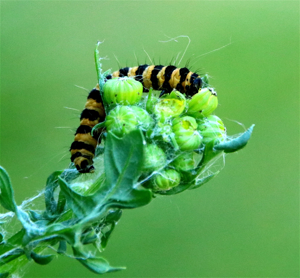 Raupe des Jakobskrautbär