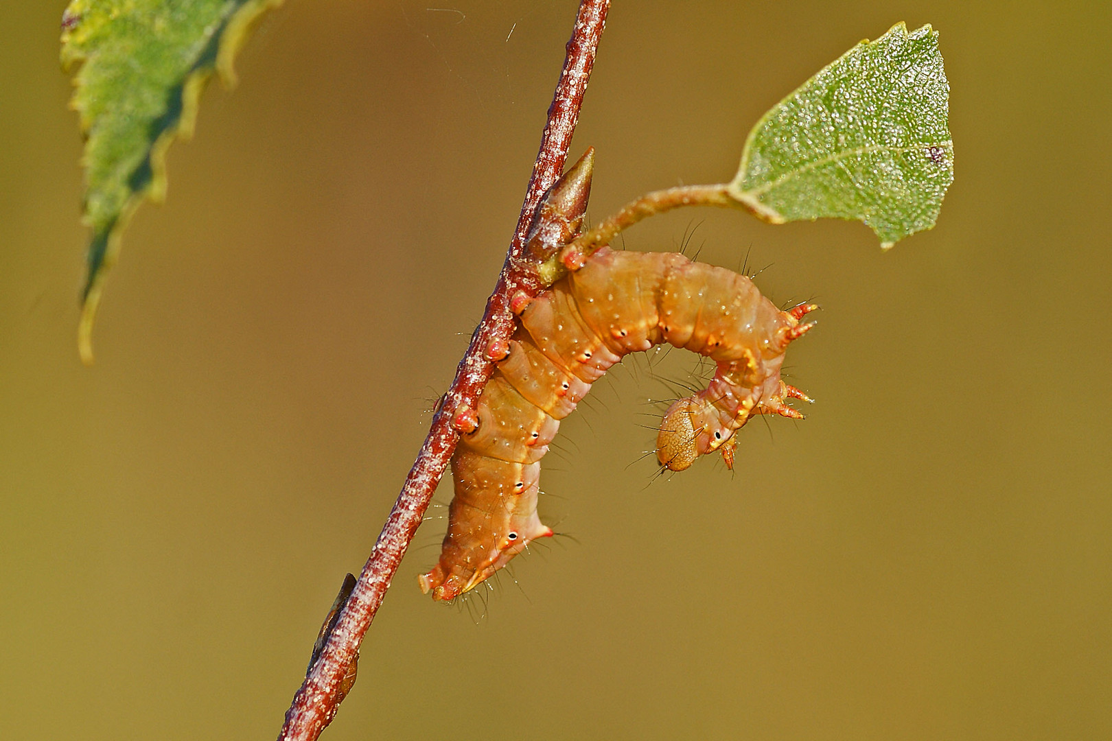 Raupe des Kamel-Spinners (Ptilodon capucina)