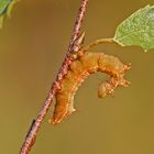 Raupe des Kamel-Spinners (Ptilodon capucina)