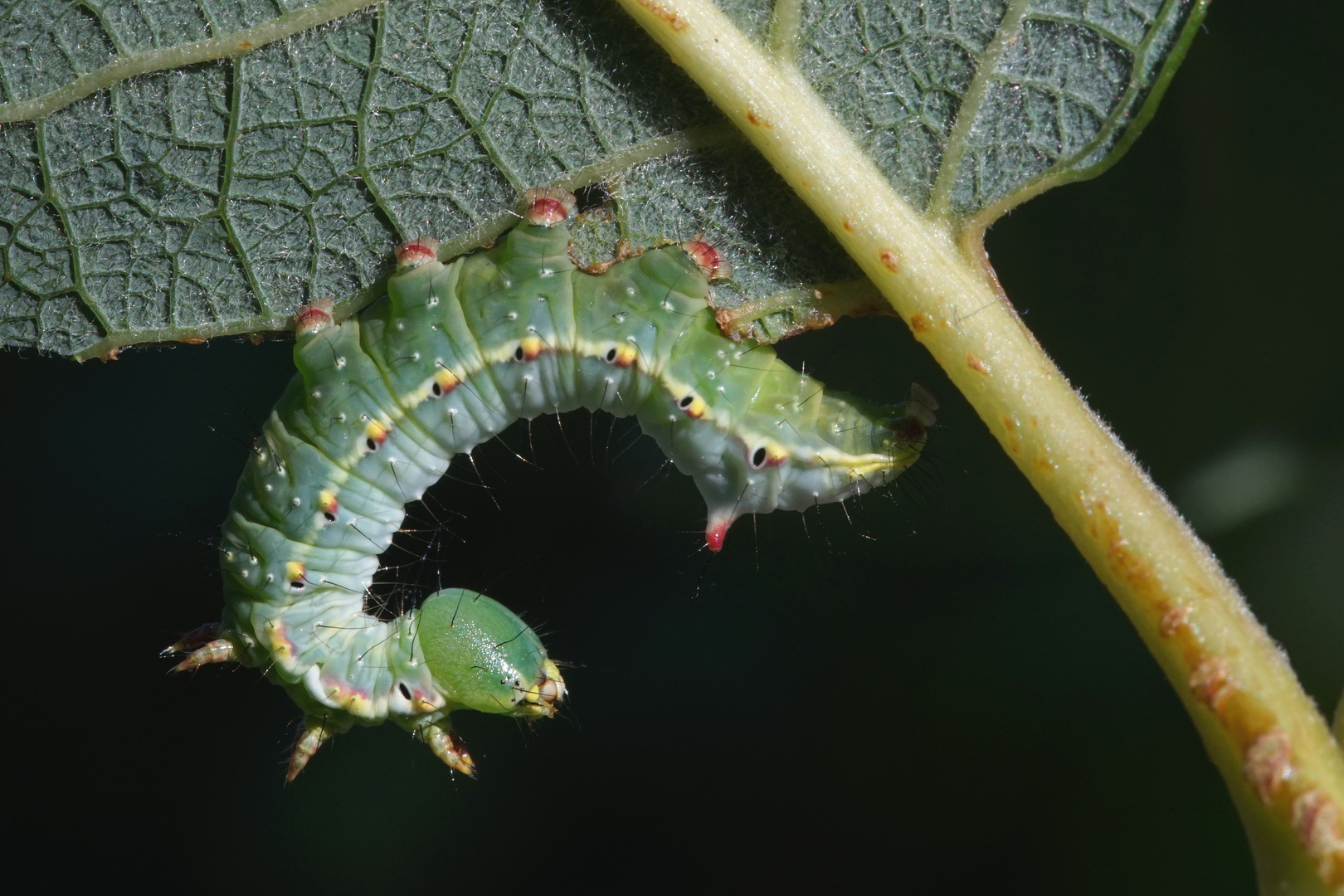 Raupe des Kamelspinners