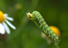 Raupe des Kamillenmönchs (Cucullia chamomillae)